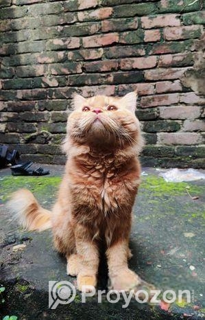 Persian A grade Algaridum (Male)