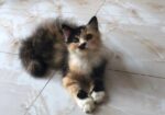 Persian Cat Sell Post