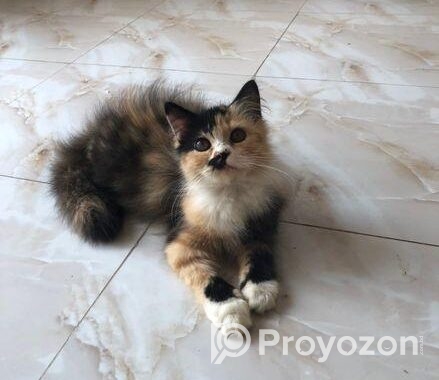 Persian Cat Sell Post