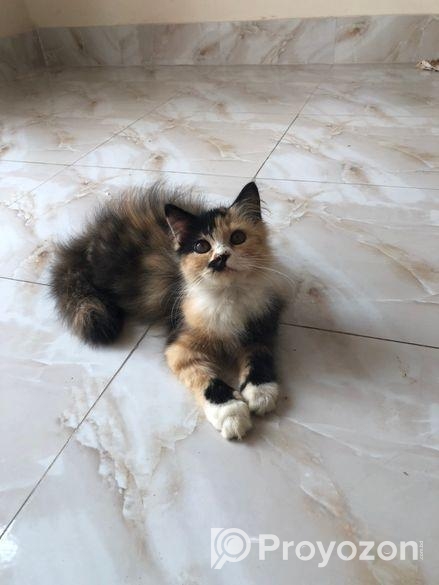 Persian Cat Sell Post