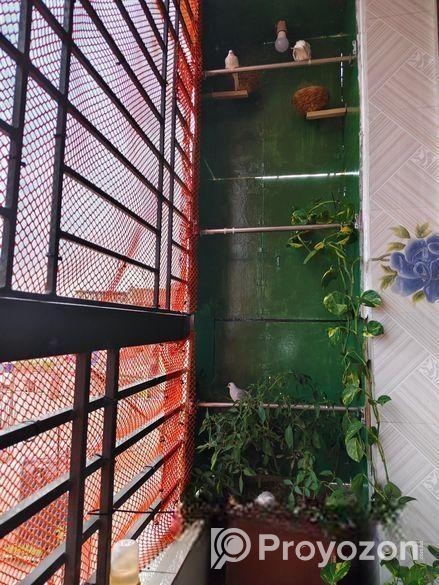 পাখির কলোনি শেড