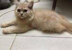 Persian Turkish Angora Mixed Kitten
