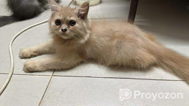 Persian Turkish Angora Mixed Kitten