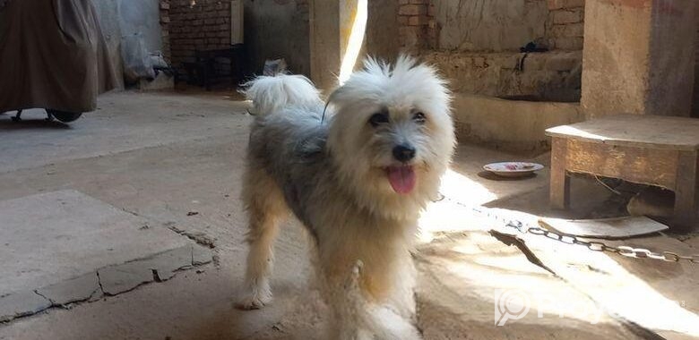Tibetan Terrier