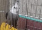কোকাটেলমেল হোয়াইট ফেস
