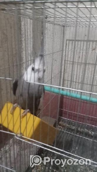 কোকাটেলমেল হোয়াইট ফেস