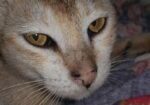 Bd cat