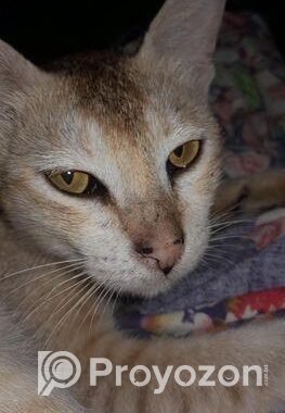 Bd cat