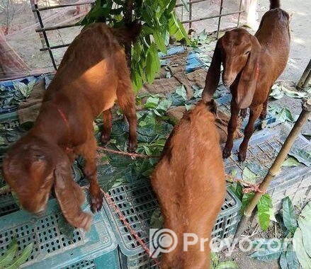 তোতাপুরি ছাগল