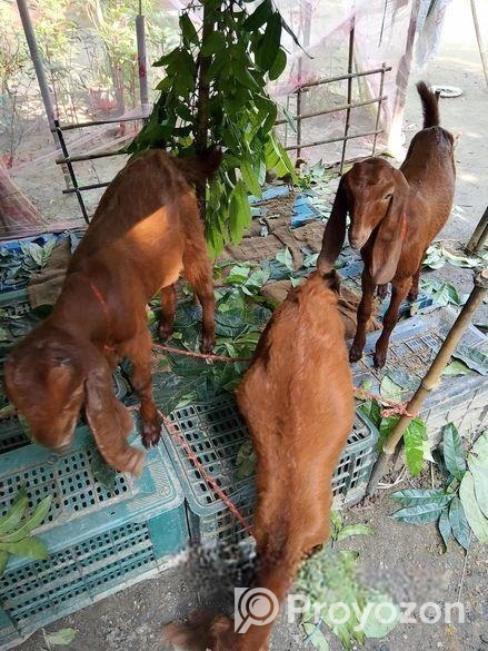 তোতাপুরি ছাগল