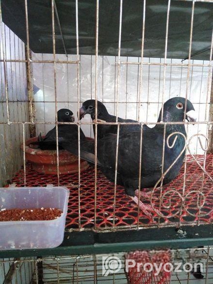 জার্মানি ব্ল্যাক বিউটি হোমা মাস্টার পেয়ার