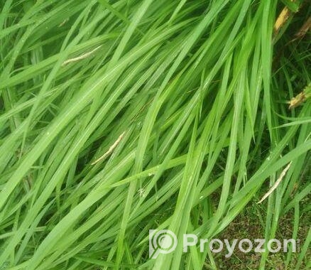 উউলি /খের ক্রয় করে থাকি (ভাংগার আশেপাশে)