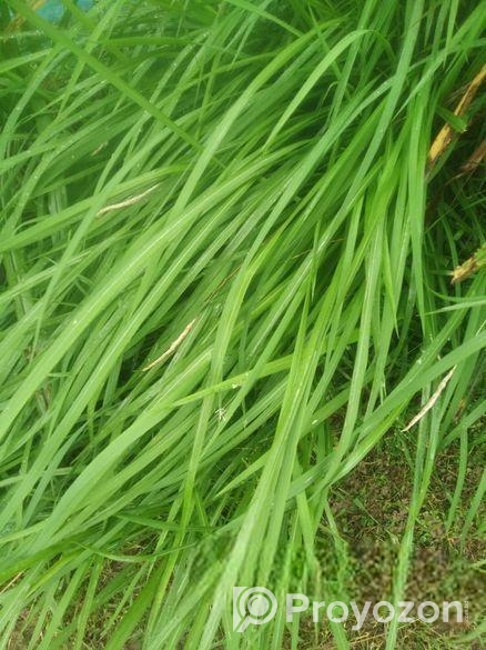 উউলি /খের ক্রয় করে থাকি (ভাংগার আশেপাশে)