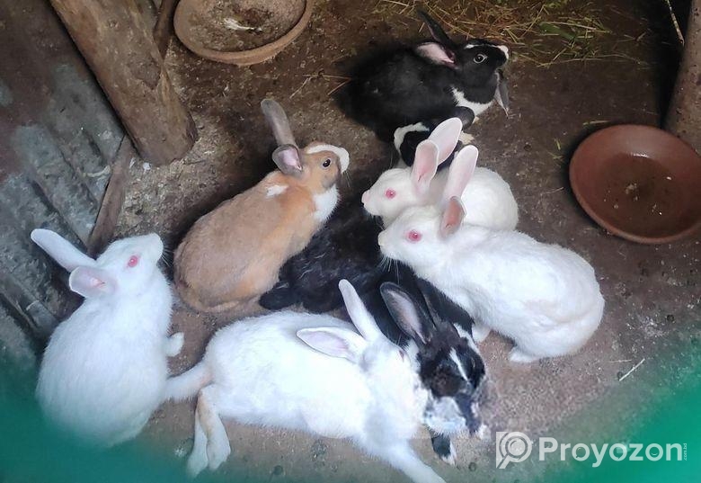 Khargosh ar lord sell korbo