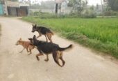 German Shephard Dog