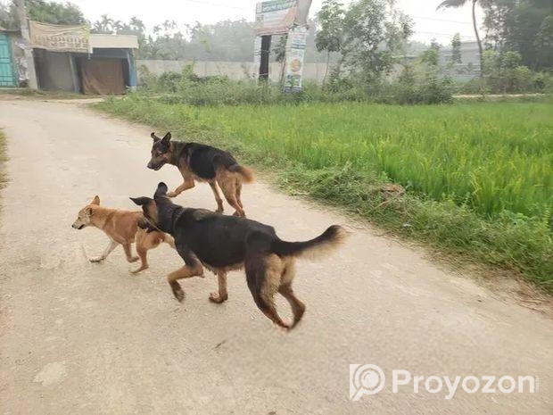 German Shephard Dog