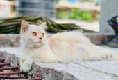 Persian Cat