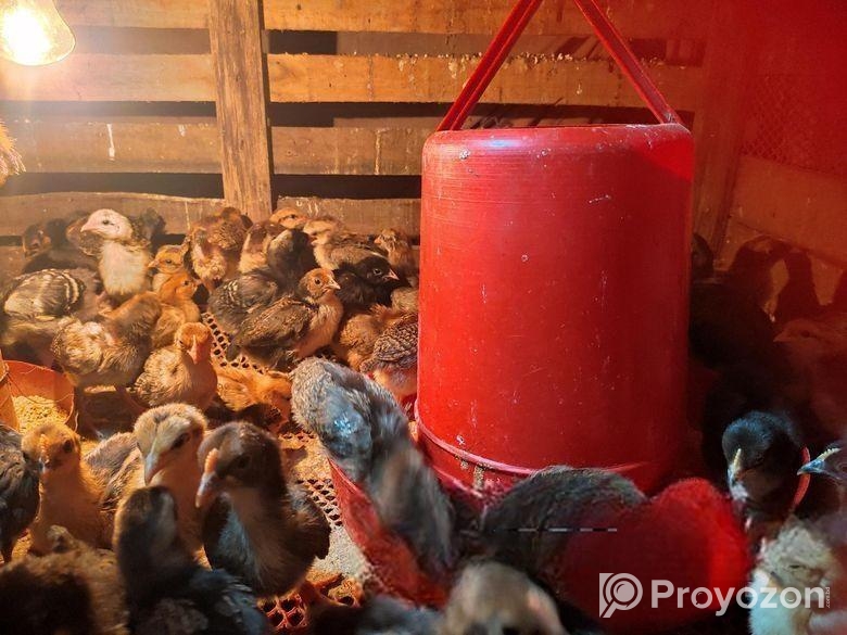 দেশি মুরগির বাচ্চা