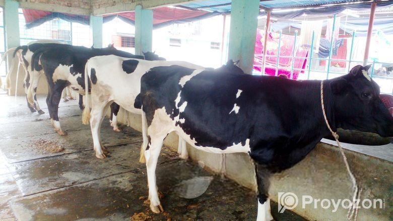 ৪৪২৭নং এড়ে ষাড় গরু।