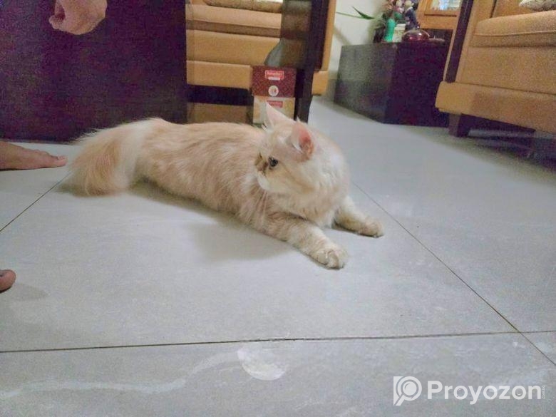 পার্শিয়ান বিড়াল