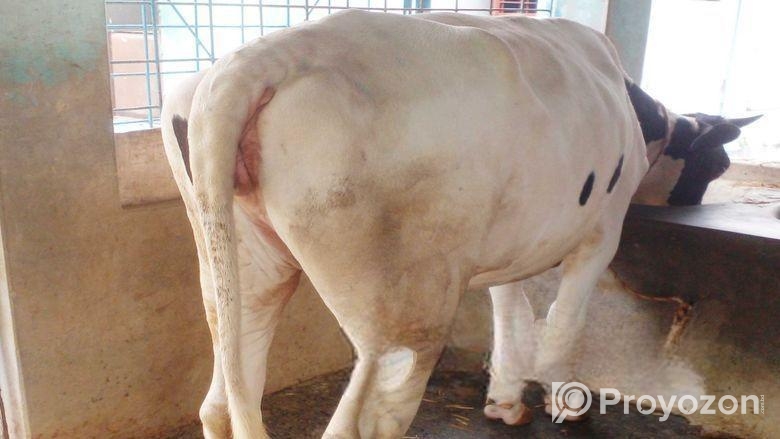 ১০১০নং উন্নত জাতের বকনা বিক্রয় হবে ।