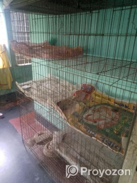 পাখির খাঁচা বিক্রি হবে