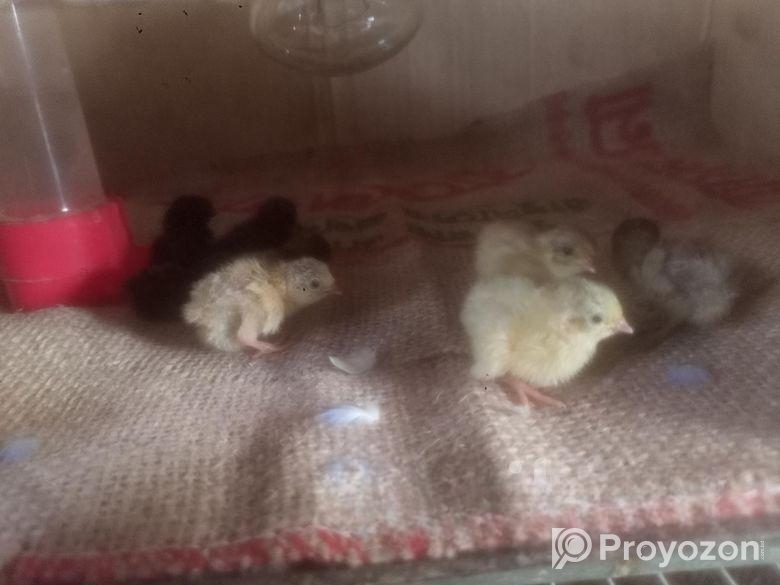 কিং কোয়েল বেবি