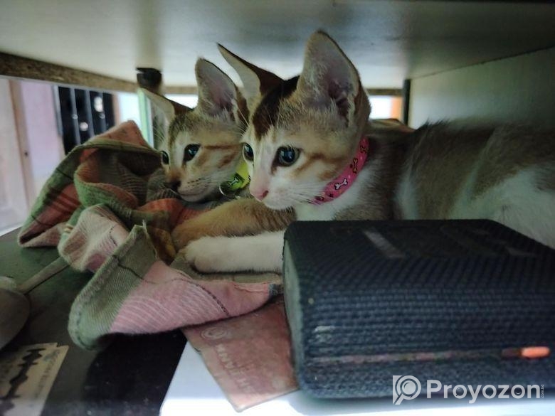 দুটি বিড়াল একসাথে এডাপশন