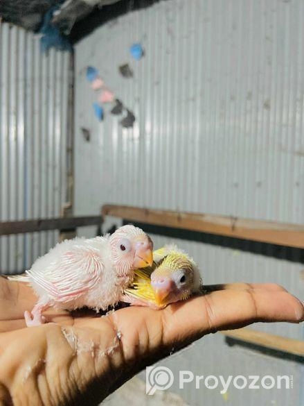 ফুল সেটআপসহ পাখি