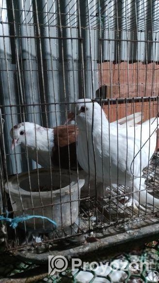 সিরাজি কবুতর