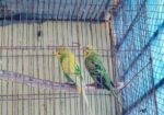 বাজিগার পাখি