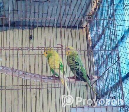 বাজিগার পাখি
