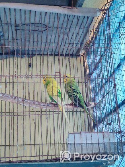 বাজিগার পাখি