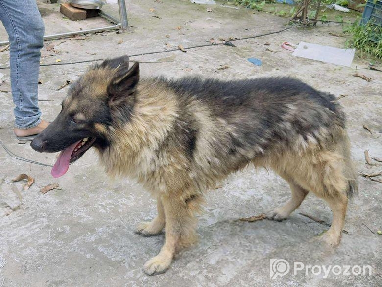 বিক্রি করা হবে কেউ নিতে চাইলে যোগাযোগ করতে পারেন