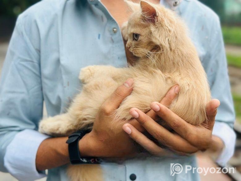 পারসিয়ান বিড়াল