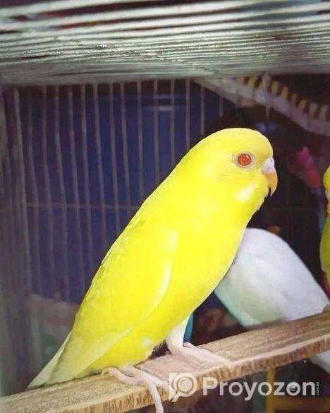 বাজরিগার পাখি