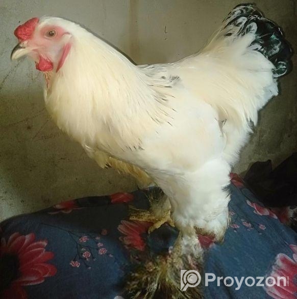 বার্মা মুরগি