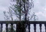 মেন্দি/মেহেদী গাছ