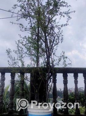 মেন্দি/মেহেদী গাছ