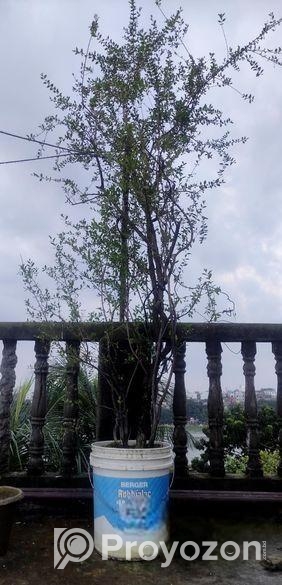 মেন্দি/মেহেদী গাছ