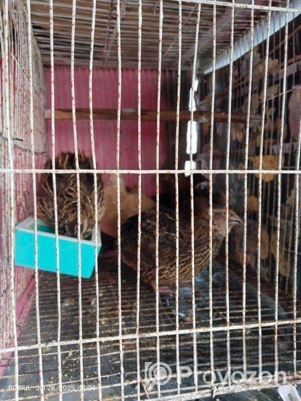 রানিং ডিম পাড়া কোয়েল পাখি