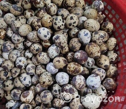 কোয়েল পাখির ডিম বিক্রি