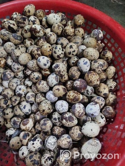 কোয়েল পাখির ডিম বিক্রি