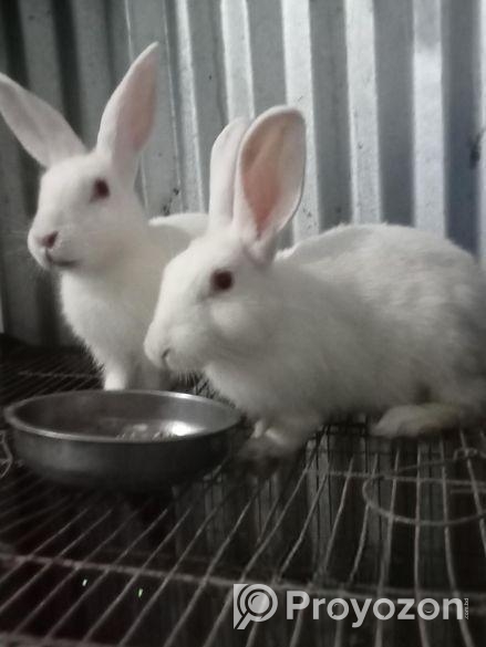 সুস্থ ও সুন্দর খরগোশ বিক্রি হচ্ছে