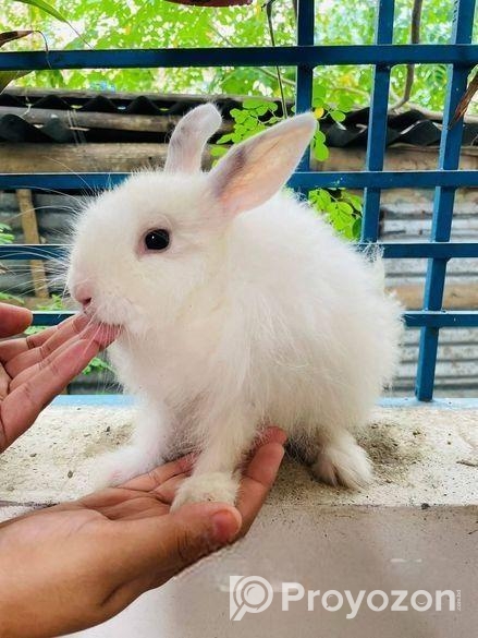 খরগোশ বিক্রি হবে