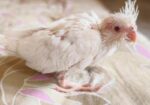 Cockatiel / কোকাটেল