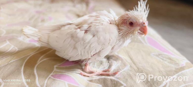 Cockatiel / কোকাটেল