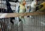 লাভ বার্ড পারব্লু ফিসার