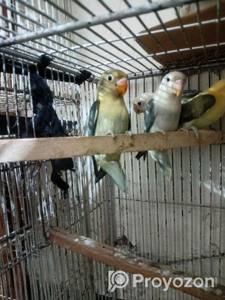 লাভ বার্ড পারব্লু ফিসার