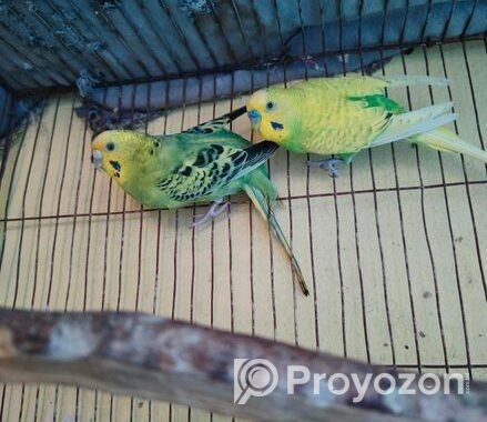 এক জোড়া বাজিগার পাখি